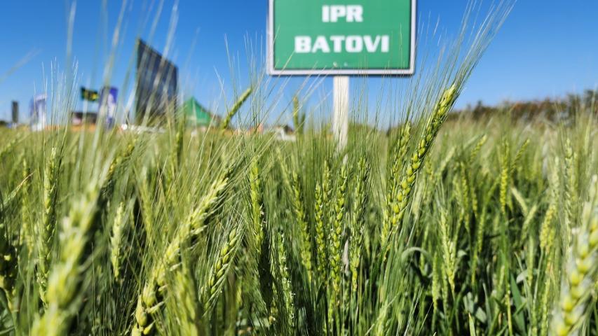 IDR-Paraná lança cultivar de trigo: IPR Batovi