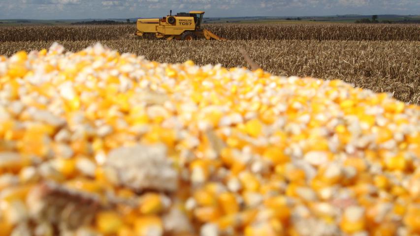 Milho encerra 2025 como principal aposta do produtor paranaense, aponta balanço do Deral