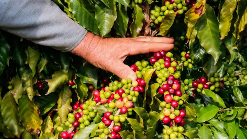 Café da Serra de Apucarana é o 24º produto do Paraná com Indicação Geográfica