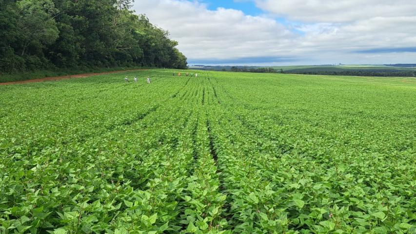 Cultivares desenvolvidas no Paraná representam quase 40% das sementes de feijão do País