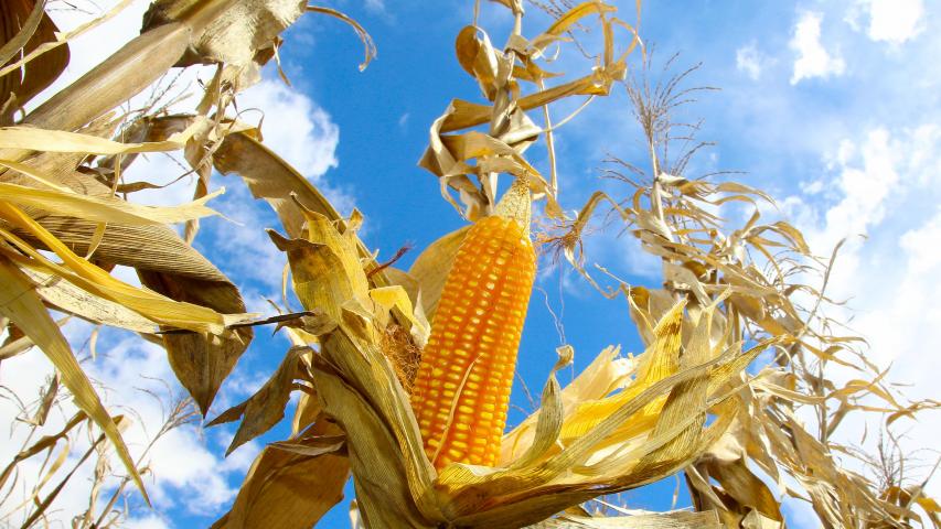 Soja e milho avançam no Paraná sob influência de altas temperaturas e chuvas irregulares, aponta Deral