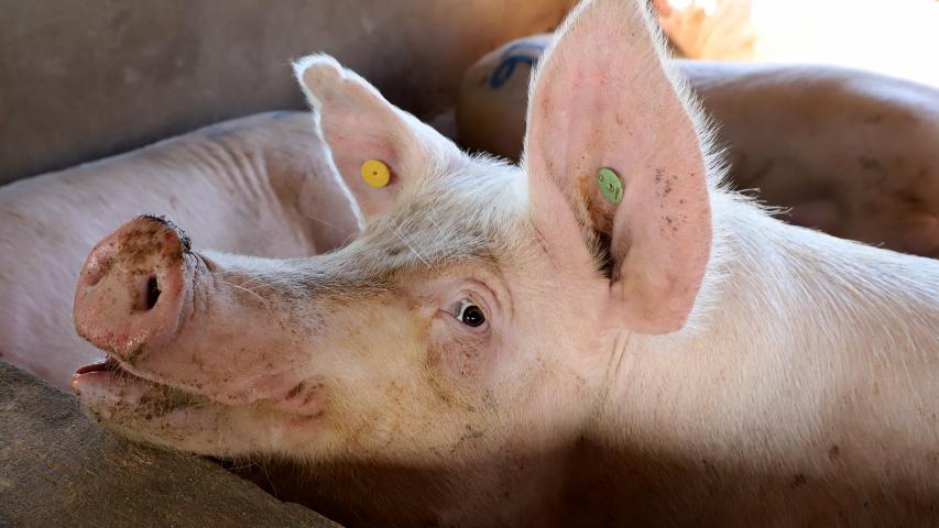 Diplomacia e status sanitário estimulam as exportações de suínos do Paraná