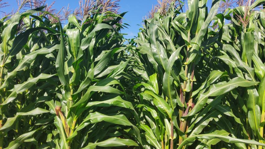 	IDR-Paraná lança cultivar de milho branco no Show Rural 2026