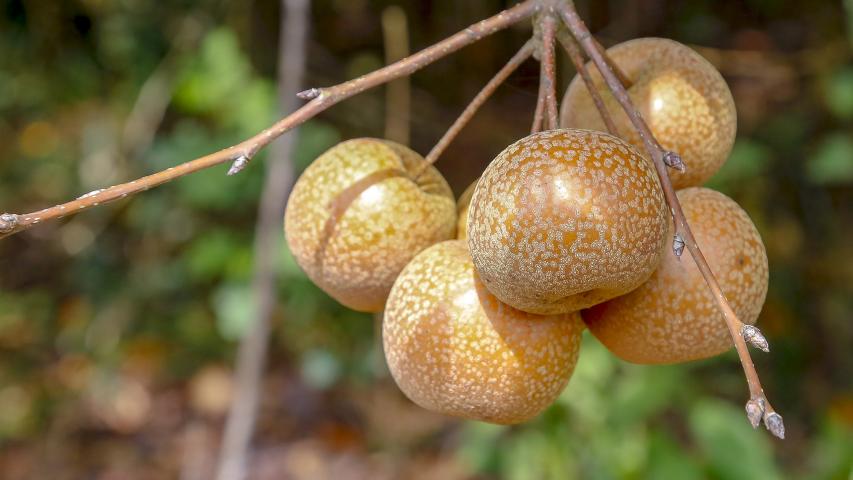 Paraná projeta retomada da produção de pera; exportações de suínos batem recorde