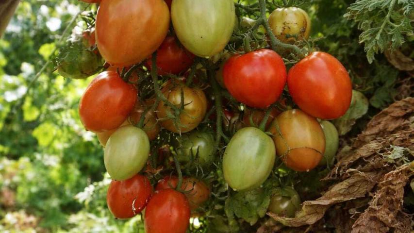 Paraná tem 3º maior rebanho de coelhos do País; olericultura atingiu VBP de R$ 7,1 bilhões