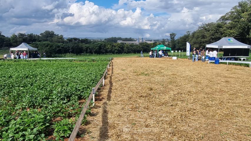 Feijão é tema de dia de campo em Ponta Grossa