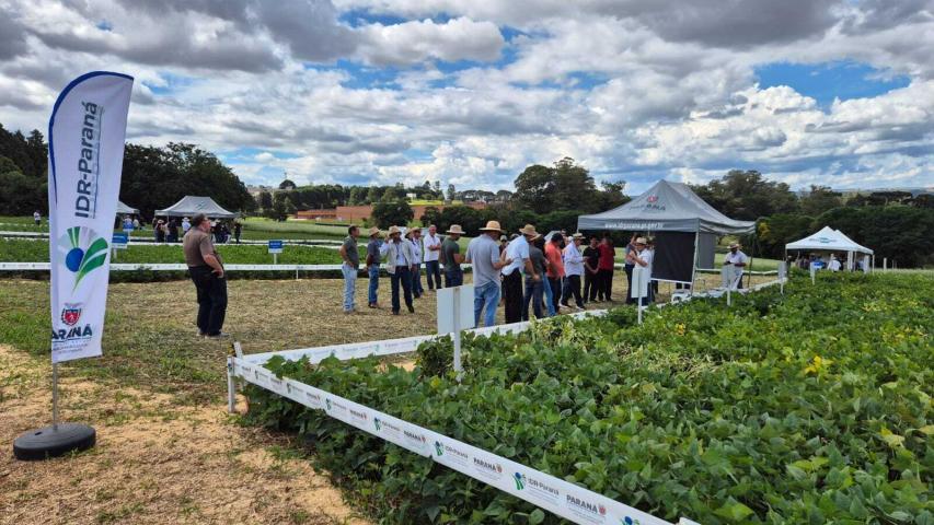 Dia de Campo Feijão Paraná reúne 340 participantes