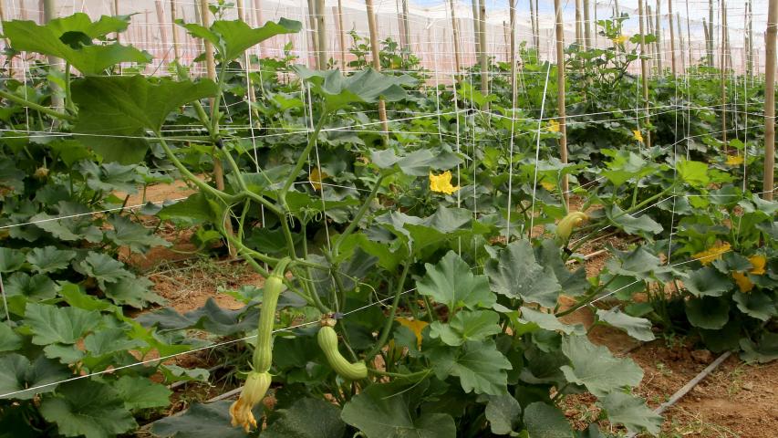 Cultivo de abobrinha movimenta mais de R$ 100 milhões no Paraná, que é o 4º maior produtor 