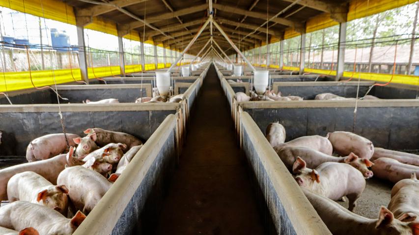  21,3 mil toneladas: exportações paranaenses de suínos têm melhor resultado para março 