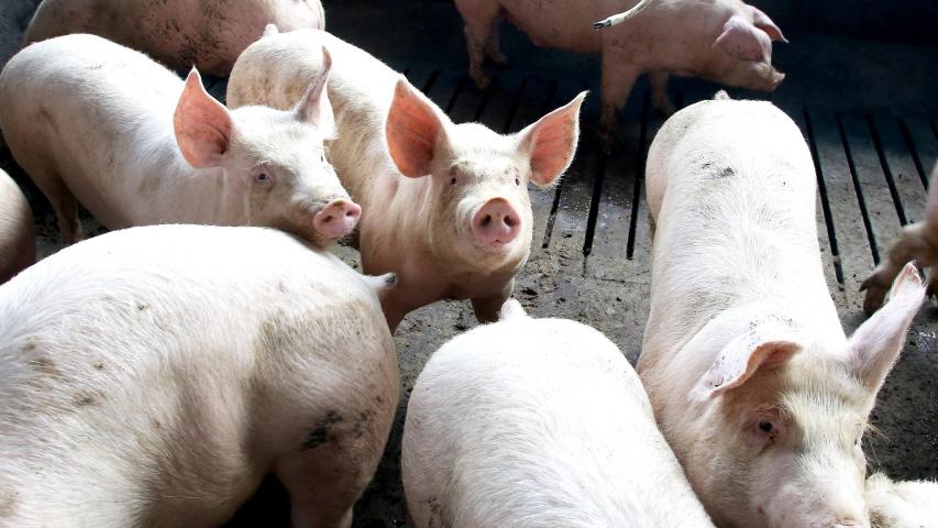  Paraná lidera fornecimento de carne suína para o mercado nacional pelo 8º ano seguido 