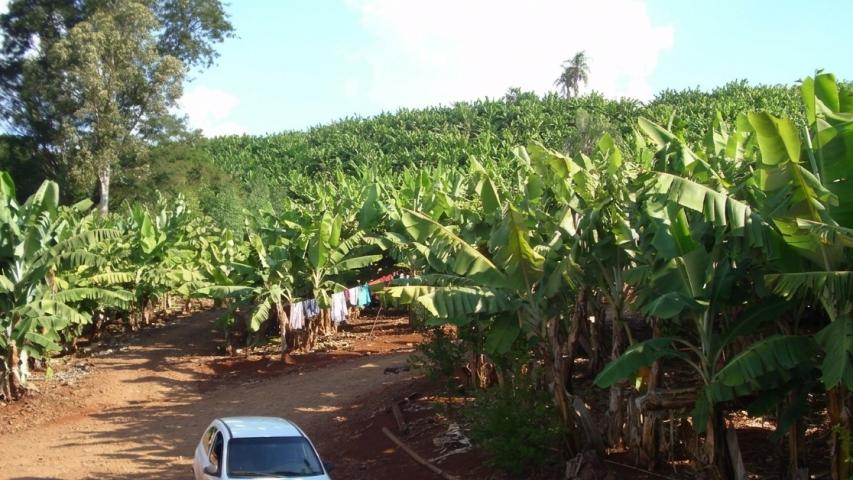 Novo Itacolomi é destaque na produção de banana