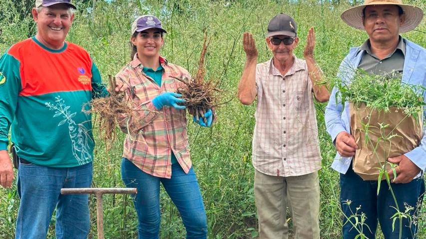  25º do Paraná: ginseng de Querência do Norte conquista selo de Indicação Geográfica 