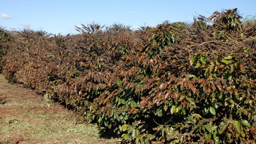 Prejuízos causados pela geada em cafezal