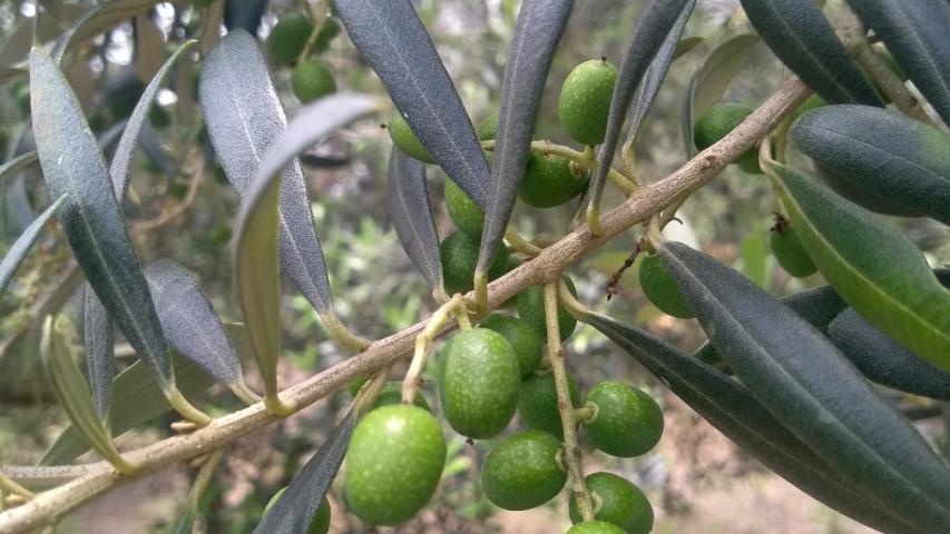 Paraná pode produzir azeitonas