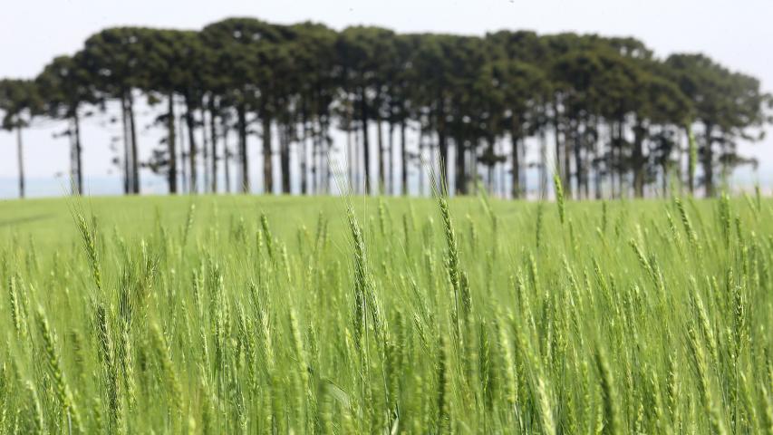  Paraná deve ter safra recorde de 550 mil toneladas de cevada em 2026 