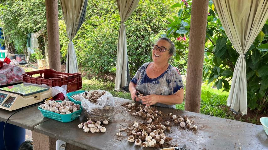 Com avanço da área cultivada, Noroeste fortalece produção de alho no Paraná