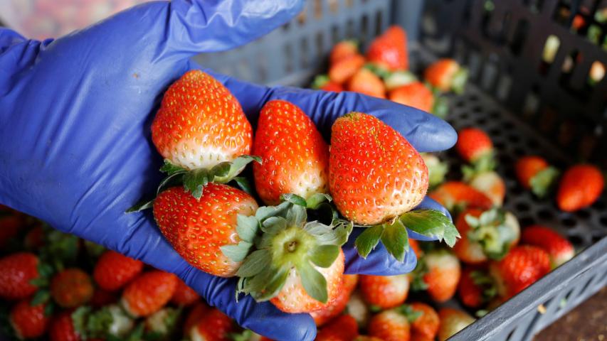 Morango orgânico produzido no solo é alternativa de renda para pequenas propriedades no Noroeste