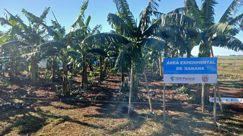 Variedades mais produtivas são apresentadas na Estação de Pesquisa do IDR-Paraná