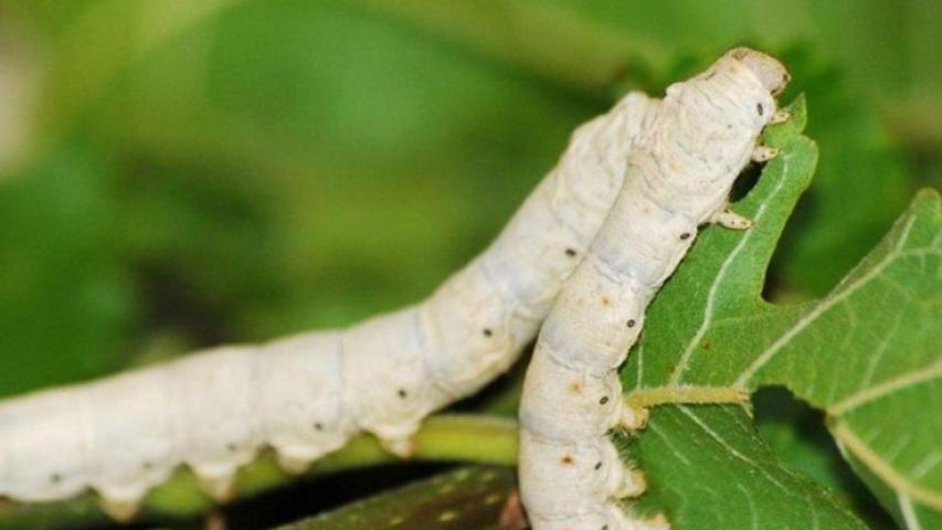 Mudanças climáticas desafiam sericicultura, mas Paraná mantém liderança nacional na produção de seda