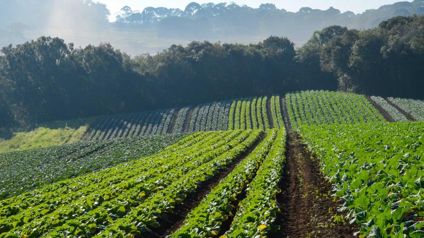 Produção orgânica é tema de evento em Campo Mourão nesta quinta-feira