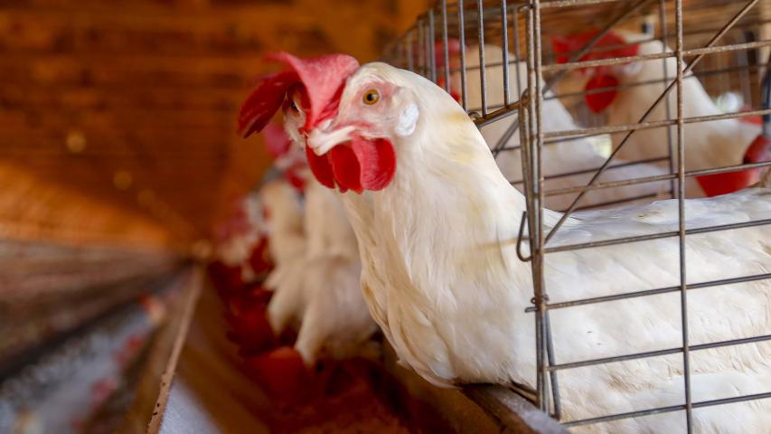 SEAGRI marca presença na AveSui, uma das maiores feiras da proteína animal da América Latina